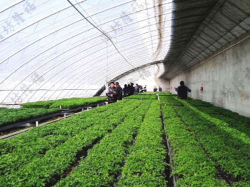 5万吨秸秆(蘑菇渣)基质(育苗土)