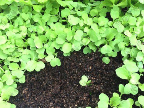 5万吨秸秆(蘑菇渣)基质(育苗土)