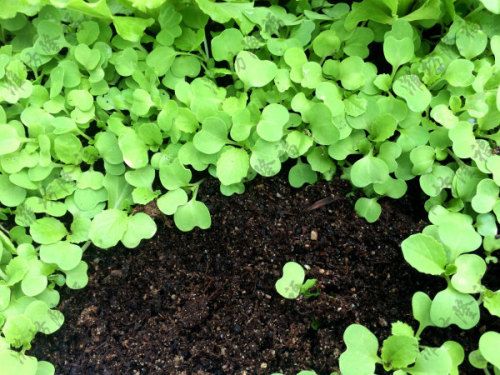 时产5000包基质(育苗土)